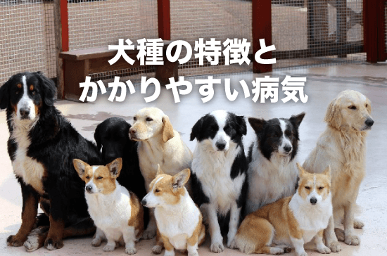 犬種の特徴とかかりやすい病気